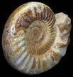 Wide Jurassic Ammonite Fossil - Madagascar #59603-2